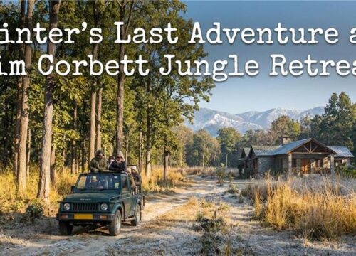 Winter’s Last Adventure at Jim Corbett Jungle Retreat