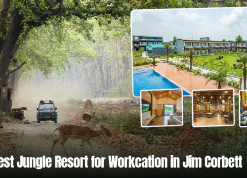 Best Jungle Resort for Workcation in Jim Corbett