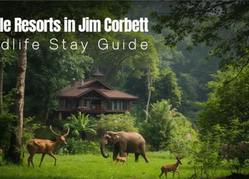 Jungle Resorts in Jim Corbett: Wildlife Stay Guide