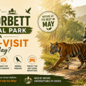 Why Jim Corbett National Park is a must-visit in May. Highlights include wildlife sightings, jungle safari adventures, birding, and photography in Uttarakhand.