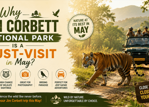 Why Jim Corbett National Park Is a Must-Visit in May?