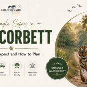 Guide on what to expect for a Jungle Safari in Jim Corbett. Features tourists in a jeep watching a majestic tiger on a dirt path.
