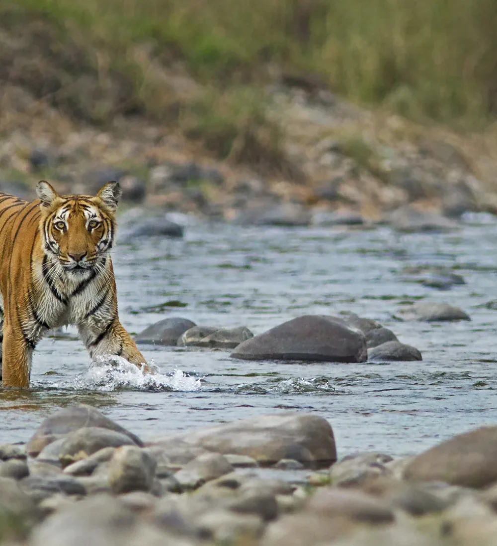 Feature-image-Jim-Corbett-