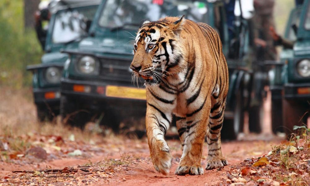 Jim-Corbett-1