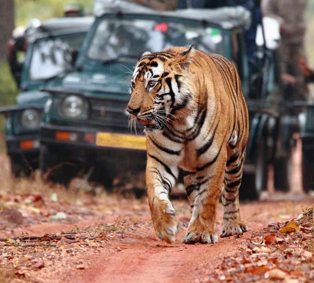 Jim-Corbett-1