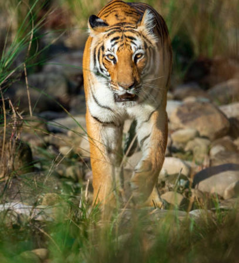 tiger coming head on at dhikala zone of jim corbett national park, uttarakhand, india - panthera tigris